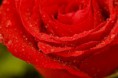 /album/fotogaleria-ruza/a1237898484-redrose2-jpg/