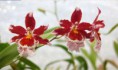 /album/fotogaleria-orchidea/a1237819178-cambria-jpg/
