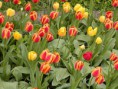 /album/fotogaleria-tulipan/a3352-tulipa-tulipan-1-jpg/